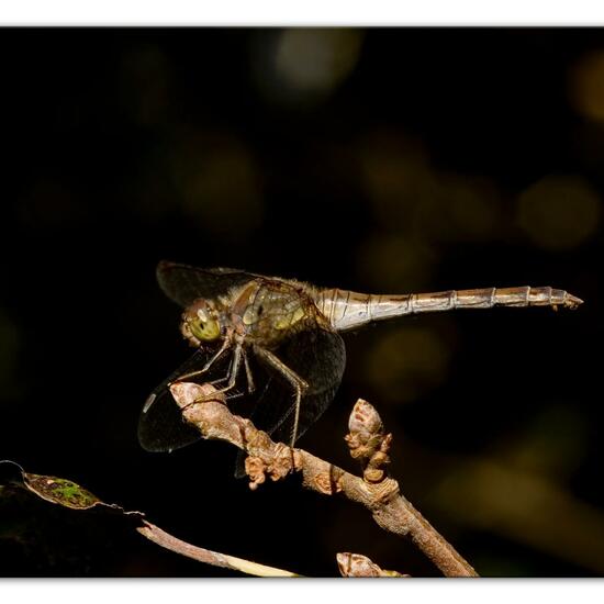 Common Darter: Animal in habitat Grassland in the NatureSpots App