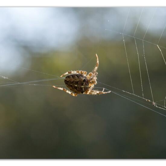 Araneus diadematus: Animal in habitat Forest in the NatureSpots App