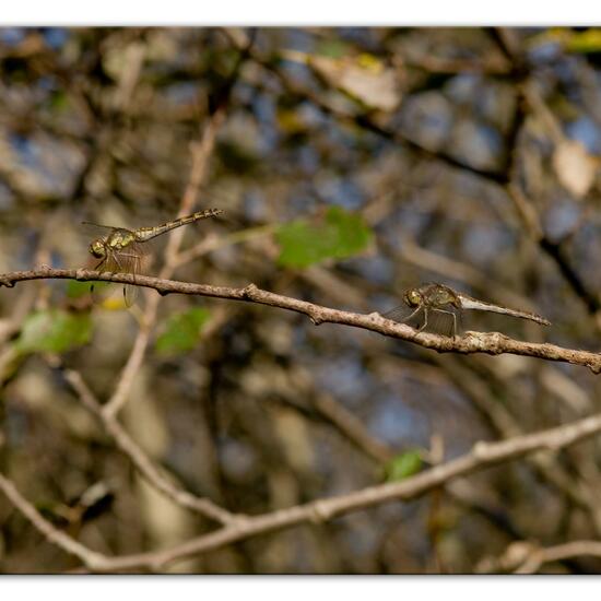 Common Darter: Animal in habitat Grassland in the NatureSpots App