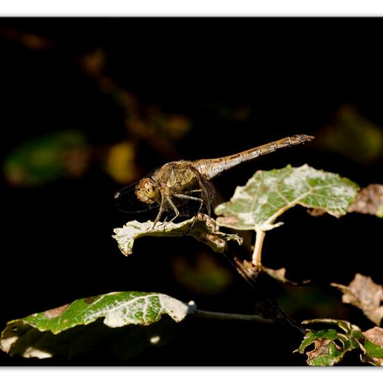 Common Darter: Animal in habitat Grassland in the NatureSpots App