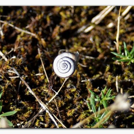 Cernuella virgata: Tier im Habitat Sandküste in der NatureSpots App