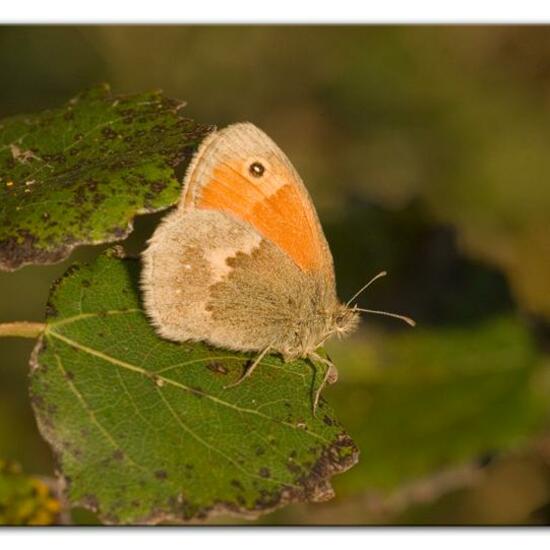 Small Heath: Animal in habitat Natural Meadow in the NatureSpots App