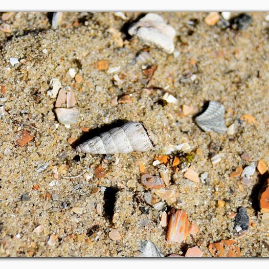 Cochlicella acuta: Animal in habitat Sandy coast in the NatureSpots App