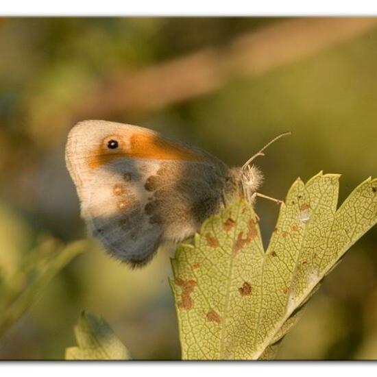 Small Heath: Animal in habitat Natural Meadow in the NatureSpots App