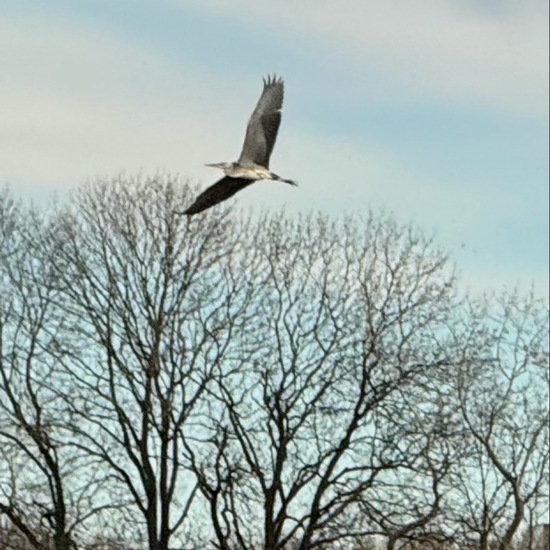 Graureiher: Tier im Habitat Felder in der NatureSpots App