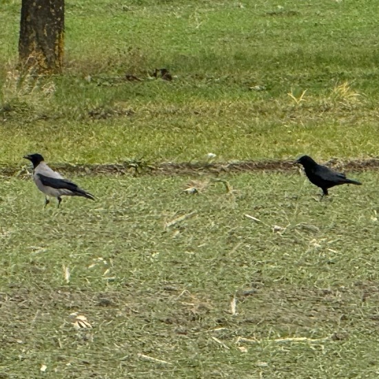 Hooded Crow: Animal in habitat Crop cultivation in the NatureSpots App