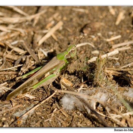 Aiolopus puissanti: Tier im Habitat Weingut in der NatureSpots App