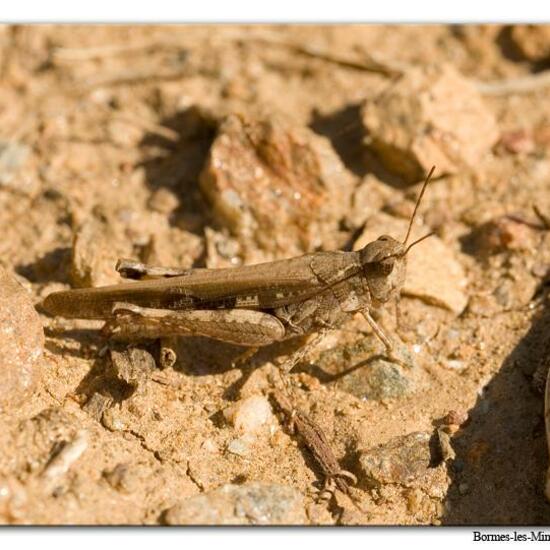 Aiolopus puissanti: Tier im Habitat Weingut in der NatureSpots App