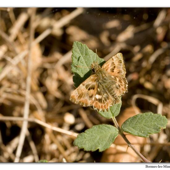 Malven-Dickkopffalter: Tier im Habitat Berge und Felsen in der NatureSpots App