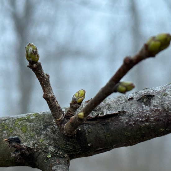 Sorbus torminalis: Plant in habitat Temperate forest in the NatureSpots App