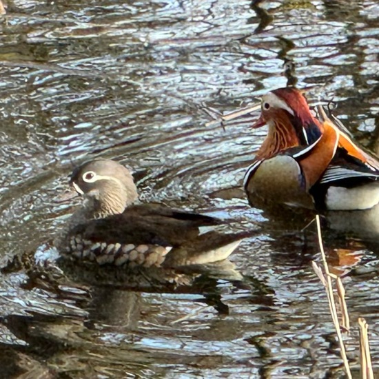 Mandarin Duck: Animal in habitat Artificial freshwater in the NatureSpots App