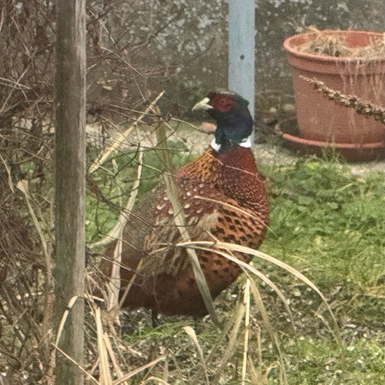 Common Pheasant: Animal in habitat Garden in the NatureSpots App