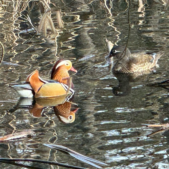 Mandarin Duck: Animal in habitat Artificial freshwater in the NatureSpots App