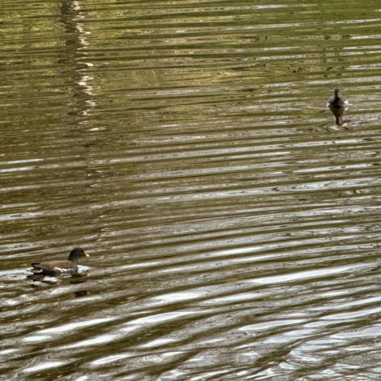 Common Moorhen: Animal in habitat Pond in the NatureSpots App