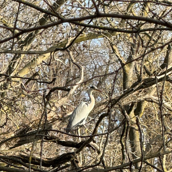 Grey Heron: Animal in habitat Park in the NatureSpots App