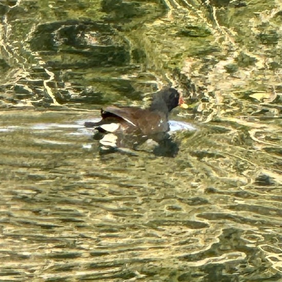 Common Moorhen: Animal in habitat Park in the NatureSpots App