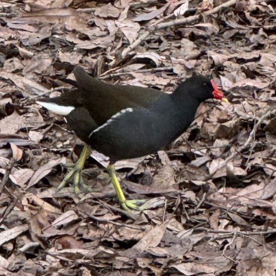 Common Moorhen: Animal in habitat Park in the NatureSpots App