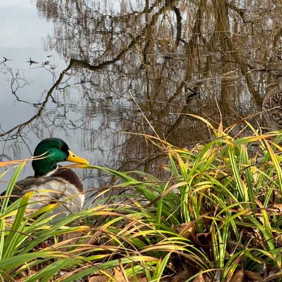 Mallard: Animal in habitat Park in the NatureSpots App