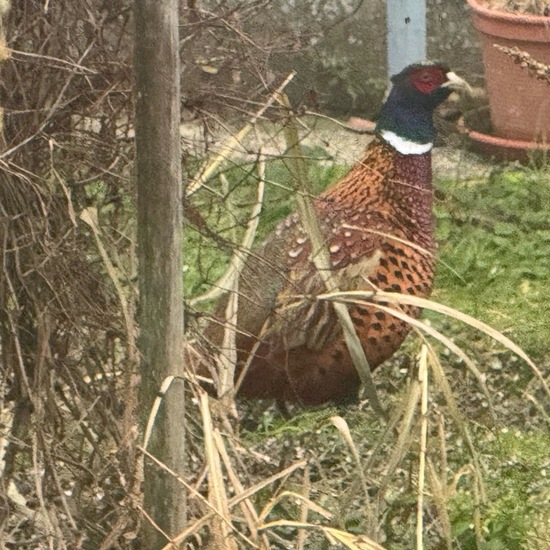 Common Pheasant: Animal in habitat Garden in the NatureSpots App