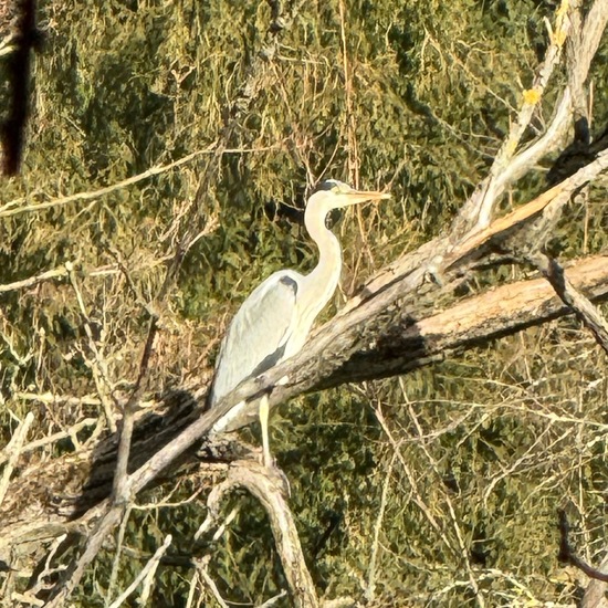 Grey Heron: Animal in habitat Park in the NatureSpots App