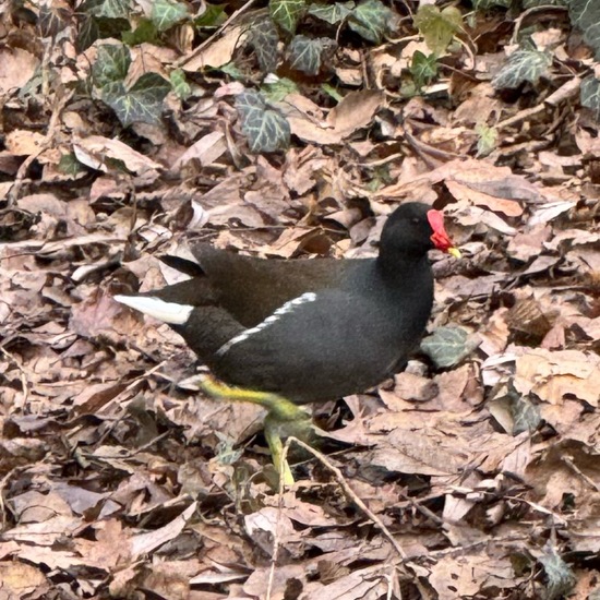 Common Moorhen: Animal in habitat Park in the NatureSpots App