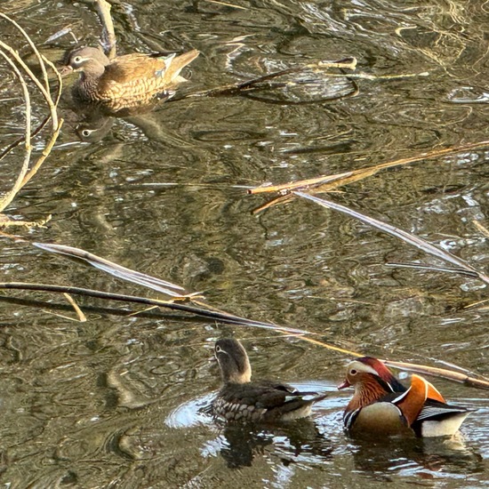 Mandarin Duck: Animal in habitat Artificial freshwater in the NatureSpots App