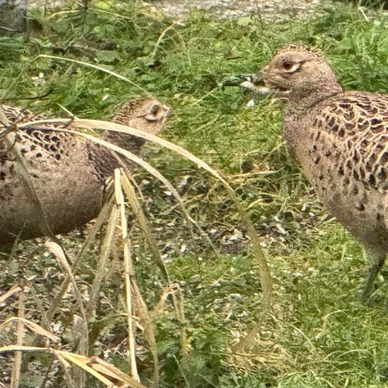 Common Pheasant: Animal in habitat Garden in the NatureSpots App