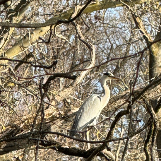 Grey Heron: Animal in habitat Park in the NatureSpots App