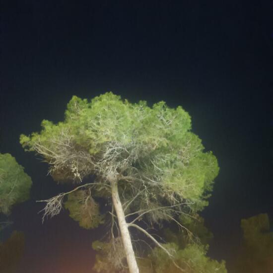 Pinus serotina: Plant in nature in the NatureSpots App