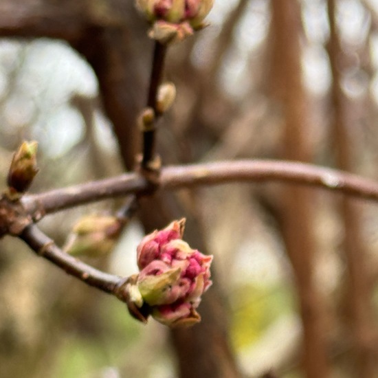 Viburnum ×bodnantense: Plant in habitat Garden in the NatureSpots App