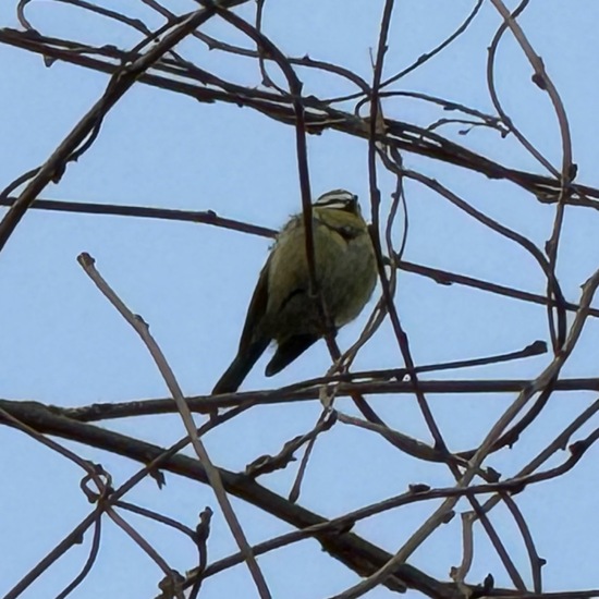 Blaumeise: Tier im Habitat Garten in der NatureSpots App