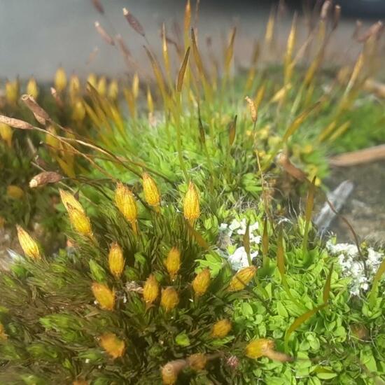 Orthotrichum anomalum: Plant in habitat City and Urban in the NatureSpots App