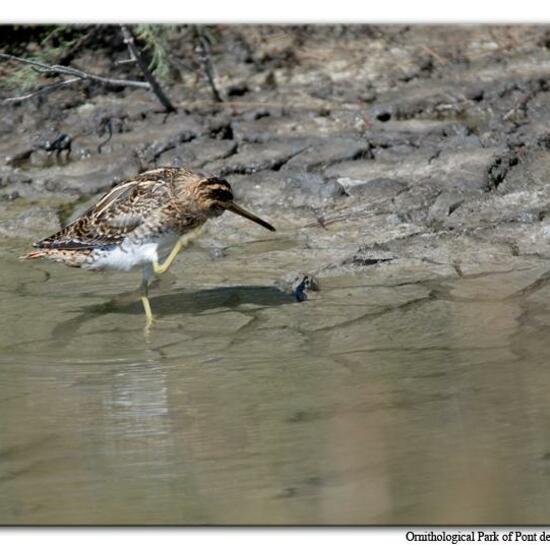 Common Snipe: Animal in habitat Swamp in the NatureSpots App