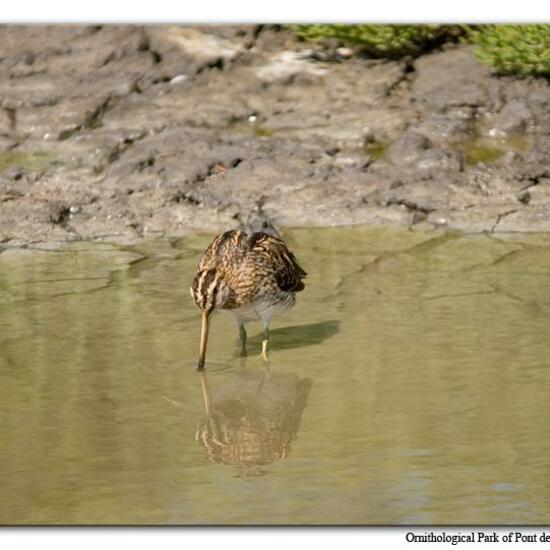 Common Snipe: Animal in habitat Swamp in the NatureSpots App