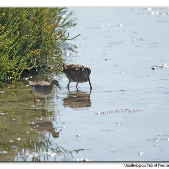 Bekassine: Tier im Habitat Sumpf in der NatureSpots App