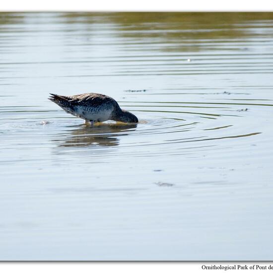 Common Redshank: Animal in habitat Swamp in the NatureSpots App