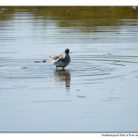 Common Redshank: Animal in habitat Swamp in the NatureSpots App