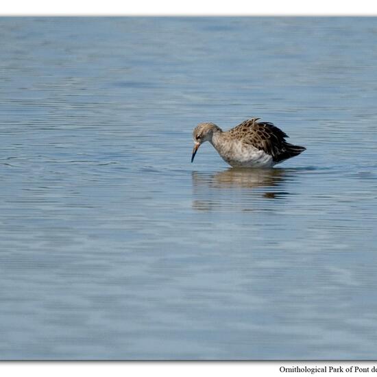 Calidris pugnax: Tier im Habitat Sumpf in der NatureSpots App