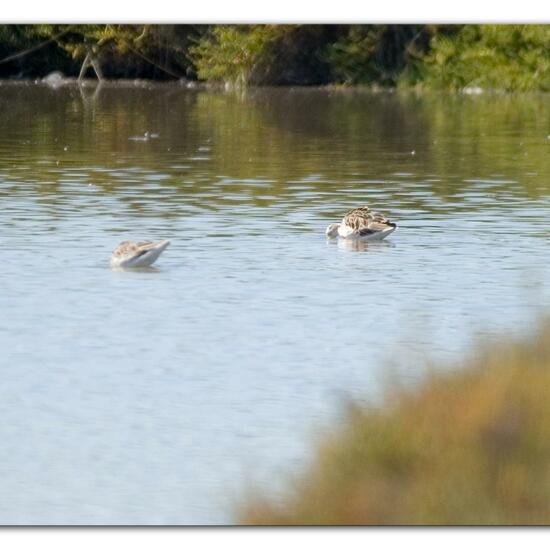 Calidris pugnax: Tier im Habitat Sumpf in der NatureSpots App