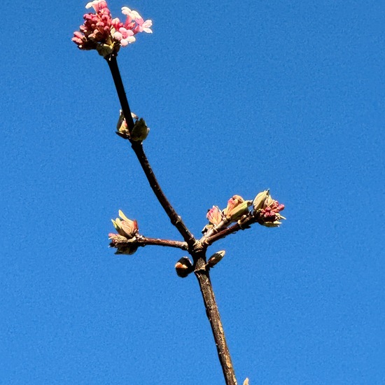 Viburnum farreri: Pflanze im Habitat Park in der NatureSpots App