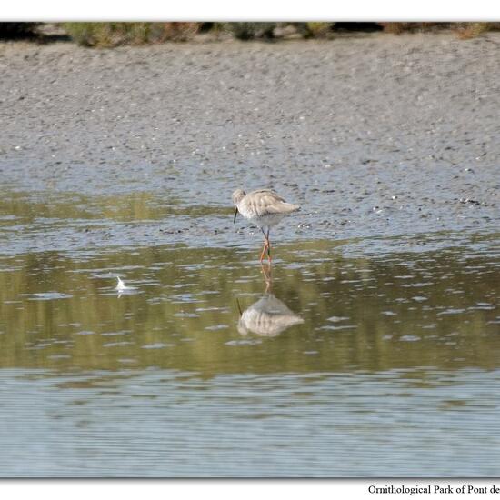 Common Redshank: Animal in habitat Swamp in the NatureSpots App