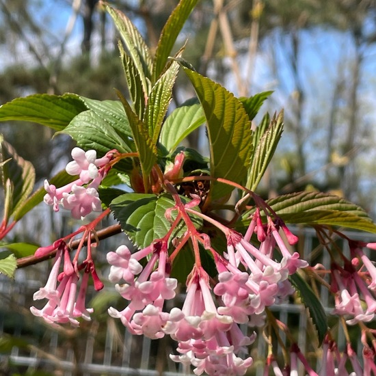 Viburnum farreri: Plant in habitat Park in the NatureSpots App