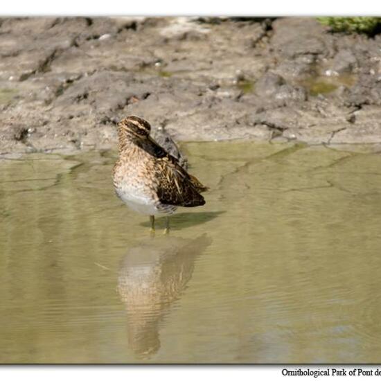 Bekassine: Tier im Habitat Sumpf in der NatureSpots App