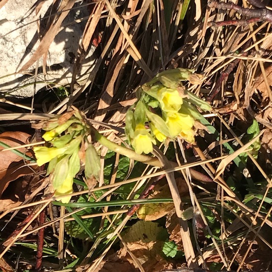 Echte Schlüsselblume: Pflanze im Habitat Wald der gemäßigten Breiten in der NatureSpots App