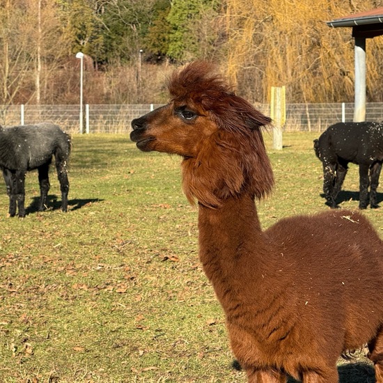 Stenus alpaca: Tier im Habitat Park in der NatureSpots App