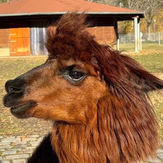 Stenus alpaca: Animal in habitat Park in the NatureSpots App