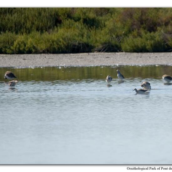 Calidris pugnax: Tier im Habitat Sumpf in der NatureSpots App