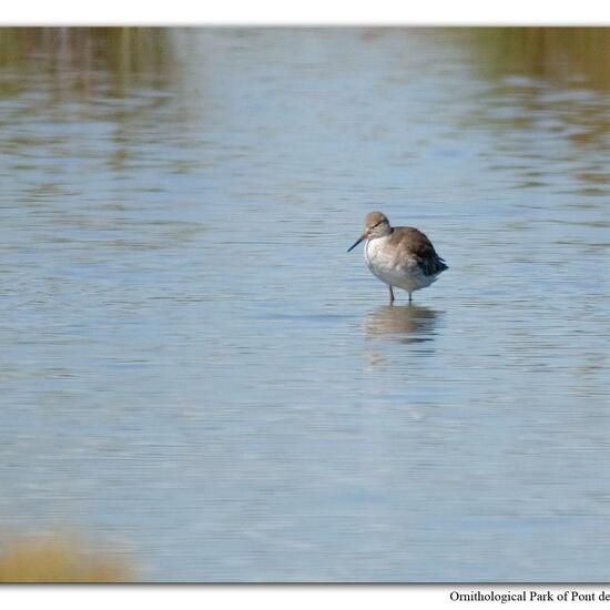 Common Redshank: Animal in habitat Swamp in the NatureSpots App