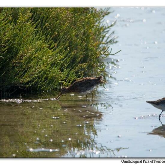 Common Snipe: Animal in habitat Swamp in the NatureSpots App