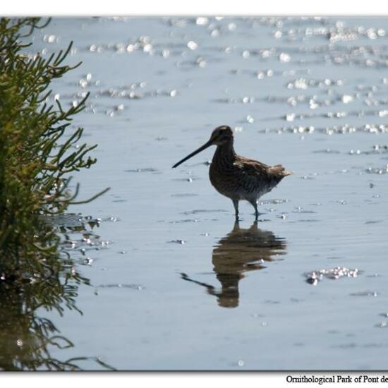 Common Snipe: Animal in habitat Swamp in the NatureSpots App